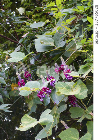 秋9月早朝の道端に咲く赤紫色のクズの花 秋9月早朝の道端に咲く赤紫色のクズの花 137765028