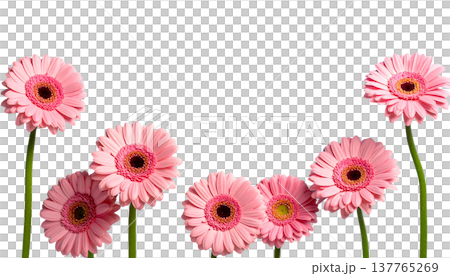 A bouquet of bright pink gerberas is set apart on a white background. 137765269