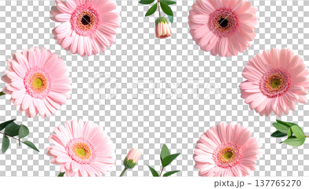 A bouquet of bright pink gerberas is set apart on a white background. 137765270