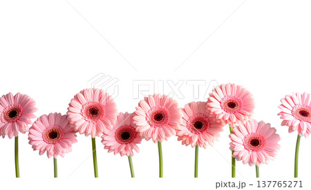 A bouquet of bright pink gerberas is set apart on a white background. A bouquet of bright pink gerberas is set apart on a white background. 137765271