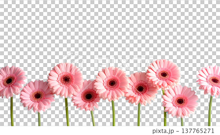 A bouquet of bright pink gerberas is set apart on a white background. 137765271