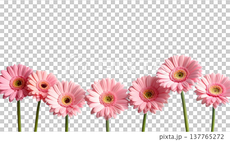 A bouquet of bright pink gerberas is set apart on a white background. 137765272