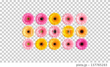 This beautiful natural bouquet features vibrant pink, yellow, and white gerberas with their multicolored petals against a white background. 137765283