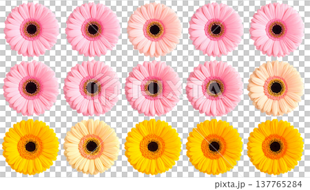 This beautiful natural bouquet features vibrant pink, yellow, and white gerberas with their multicolored petals against a white background. 137765284