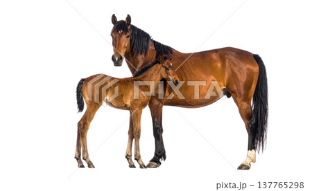 A cute horse and a foal on a white background. 137765298