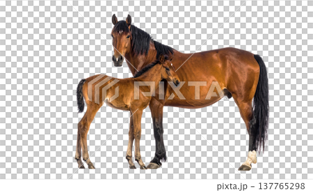 A cute horse and a foal on a white background. 137765298