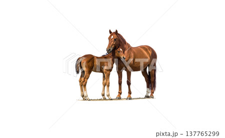 A cute horse and a foal on a white background. 137765299