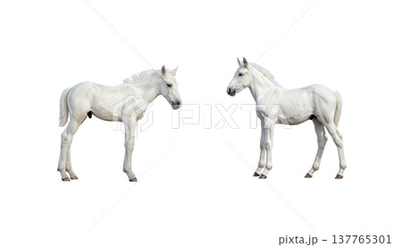 A cute horse and a foal on a white background. 137765301