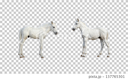 A cute horse and a foal on a white background. 137765301