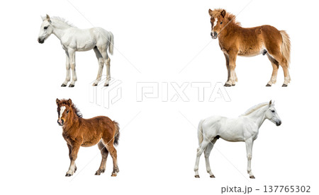 A cute horse and a foal on a white background. 137765302