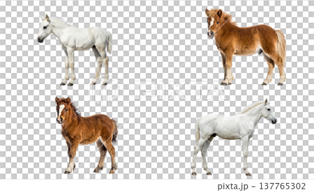 A cute horse and a foal on a white background. 137765302