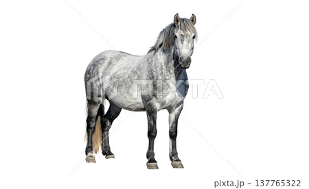 A cute horse and a foal on a white background. 137765322