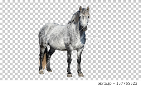 A cute horse and a foal on a white background. 137765322