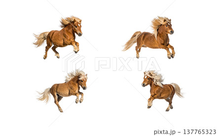 A cute horse and a foal on a white background. 137765323