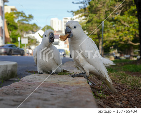 Sulphur-crested cockatoos foraging in the streets of Manly, Sydney, Australia 137765434