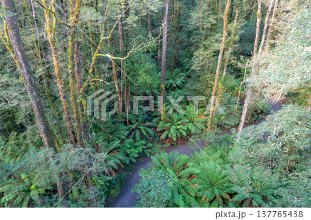 Eucalyptus forest view from a treetop walk in Great Otway National Park, Australia 137765438