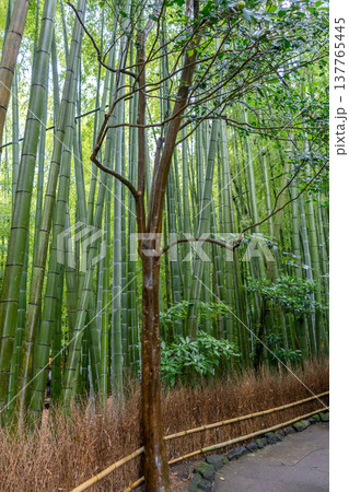 Bamboo forest at Hokoku-ji Shrine in Kamakura, Japan 137765445