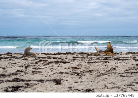 Sea lions resting on sandy beach at Seal Bay, Kangaroo Island, Australia Sea lions resting on sandy beach at Seal Bay, Kangaroo Island, Australia 137765449