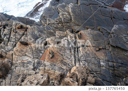 Seals resting on rocks at Cape Du Couedic, Flinders Chase, Australia Seals resting on rocks at Cape Du Couedic, Flinders Chase, Australia 137765450