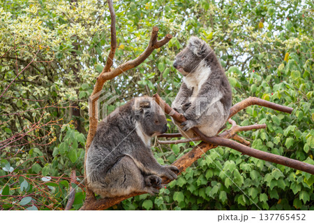 Two koalas resting on tree branches in Kangaroo Island, Australia 137765452