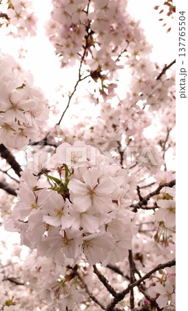 鞠のような桜 鞠のような桜 137765504