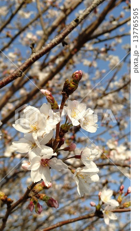 青空と桜 青空と桜 137765505