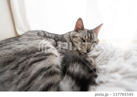 くつろぐ猫 サバトラ猫 くつろぐ猫 サバトラ猫 137765595