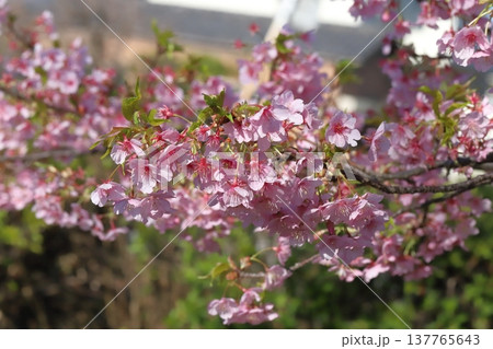 初夏の公園に咲くピンク色の花と緑の葉が美しいカワヅザクラ 初夏の公園に咲くピンク色の花と緑の葉が美しいカワヅザクラ 137765643