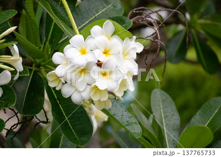 White Frangipani flower Plumeria alba with green leaves White Frangipani flower Plumeria alba with green leaves 137765733