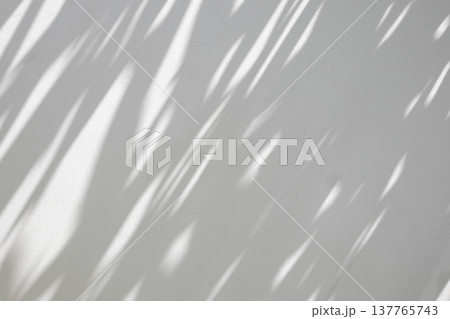 Abstract natural tree branch leaves shadow on white wall background 137765743