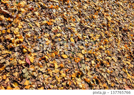 Ginkgo, Autumn leaves on ground in beautiful park, Fall season. Beautiful Autumn scenery in Japan. 137765766