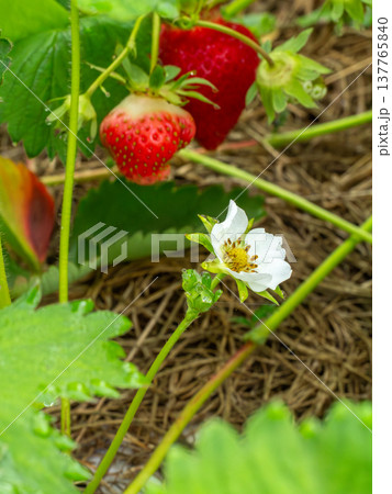 Flowering strawberry bush in the garden in the springtime. Flowering strawberry bush in the garden in the springtime. 137765840