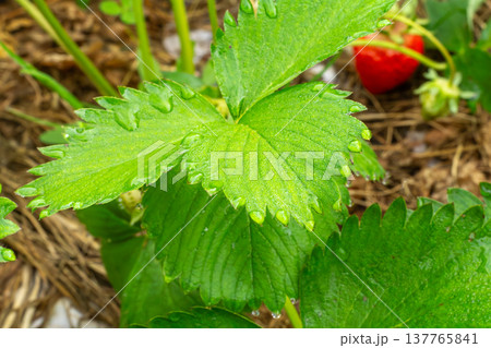 Top view of a strawberry bush growing on the garden bed. Top view of a strawberry bush growing on the garden bed. 137765841