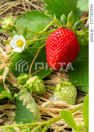 Strawberry bush with ripe and unripe berries. 137765849