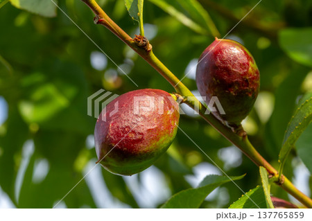 Unripe nectarines hanging on a branch in the orchard. 137765859