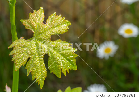 Grape leaf on a bush in the garden. Grape leaf on a bush in the garden. 137765861