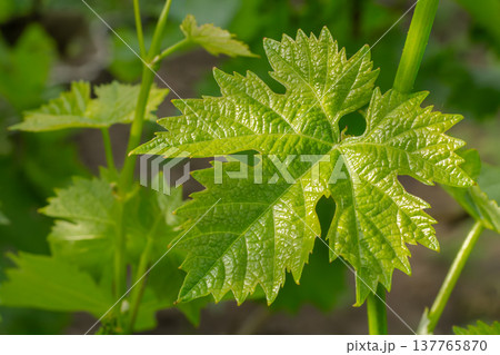 Grape leaves on a bush in the garden. Grape leaves on a bush in the garden. 137765870