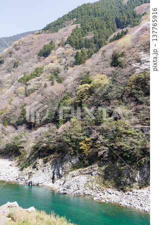 桜が咲く季節の大歩危小歩危の吉野川 137765916