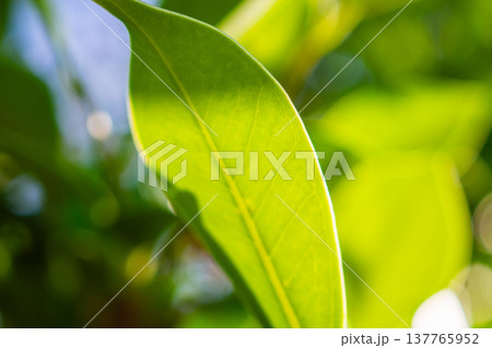 Natural plant green leaf in garden with bokeh background Natural plant green leaf in garden with bokeh background 137765952