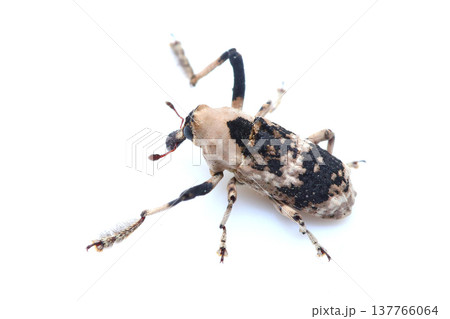アシナガオニゾウムシのオス 137766064