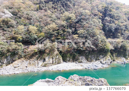 桜が咲く季節の大歩危小歩危の吉野川 137766070