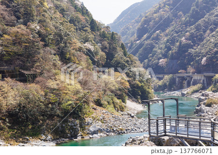 桜が咲く季節の大歩危小歩危の吉野川 桜が咲く季節の大歩危小歩危の吉野川 137766071