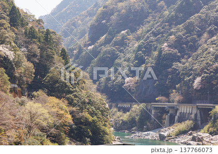 桜が咲く季節の大歩危小歩危の吉野川 桜が咲く季節の大歩危小歩危の吉野川 137766073