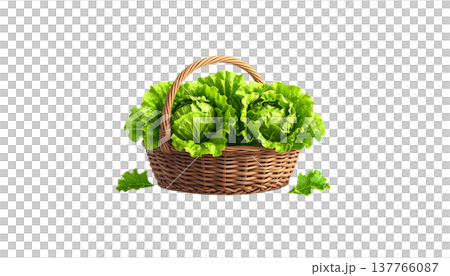 Fresh, green organic lettuce is placed separately against a white background. 137766087
