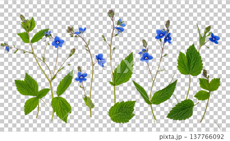 A segmented illustration showing vibrant green leaves and blooming blue flowers against a white background. 137766092