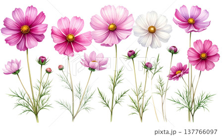 A beautiful bouquet of pink and purple spring flowers against a white background. A beautiful bouquet of pink and purple spring flowers against a white background. 137766097