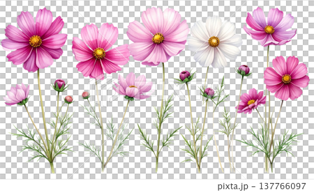 A beautiful bouquet of pink and purple spring flowers against a white background. A beautiful bouquet of pink and purple spring flowers against a white background. 137766097