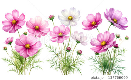 A beautiful bouquet of pink and purple spring flowers against a white background. 137766099