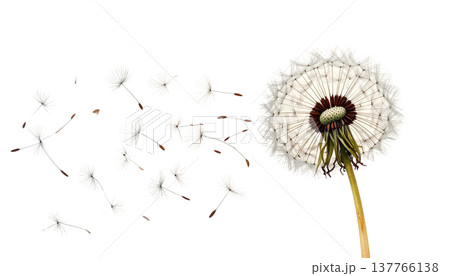 A macro illustration of a fluffy dandelion with scattered seeds, isolated against a white background. 137766138
