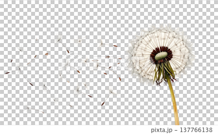 A macro illustration of a fluffy dandelion with scattered seeds, isolated against a white background. 137766138